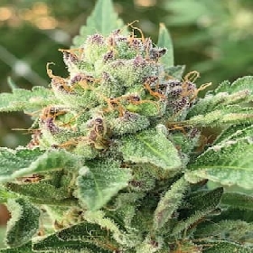 Apple Blossom > Humboldt Seed Company